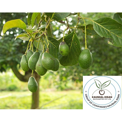Avocado Fruit Plant