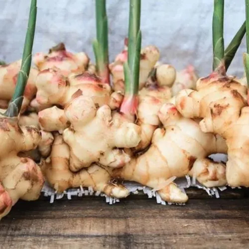 Fresh Ginger - Preserving Compound: As Per Industry