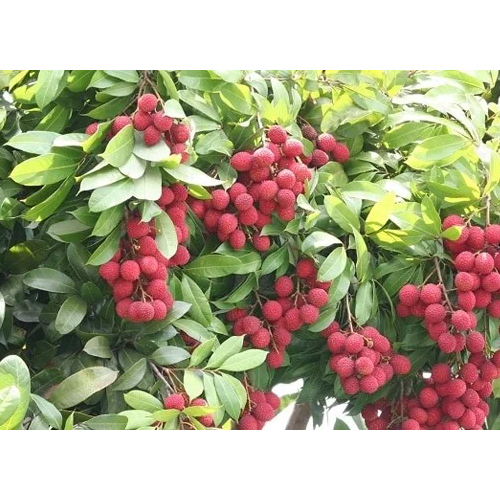 Litchi Plant
