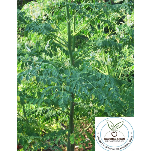 Drumstick Plant