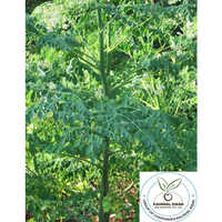 Drumstick Plant