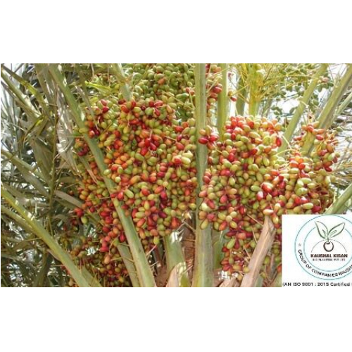 Khajoor Plant - Breed: Hybrid Or Local Variant