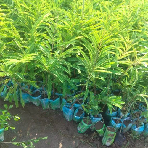 Amla Plant - Breed: Hybrid Or Local Variant