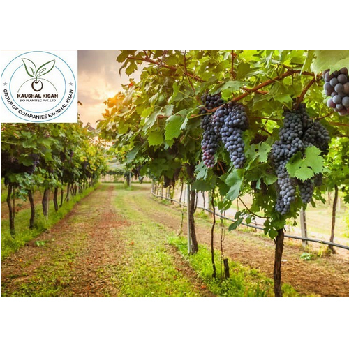 Black Grapes Plant
