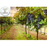 Black Grapes Plant
