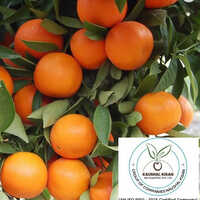 Kinnu Plant - Breed: Hybrid Or Local Variant