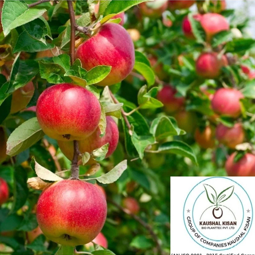 Hrmn-99 Apple - Breed: Hybrid Or Local Variant