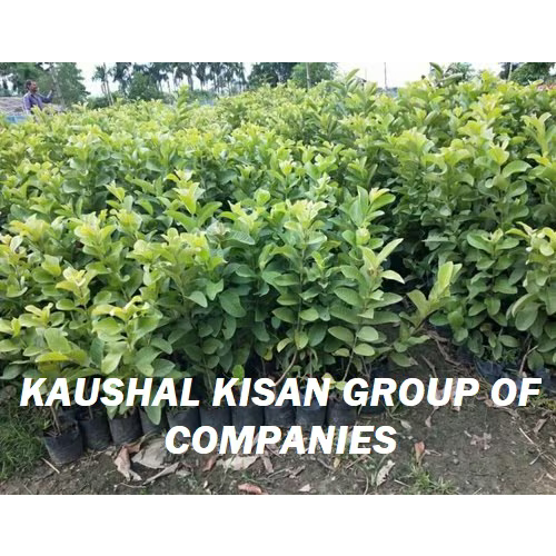 Baraf Khana Jam Plant - Breed: Hybrid Or Local Variant