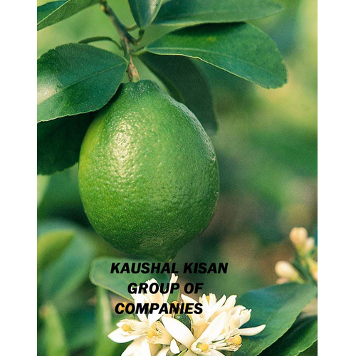 Seedless Lemon Plant