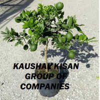 Mosambi Plant - Whole Green Citrus Plant, Natural Size, Hybrid Or Local Variant - Ideal For Personal Gardening & Large-scale Farming