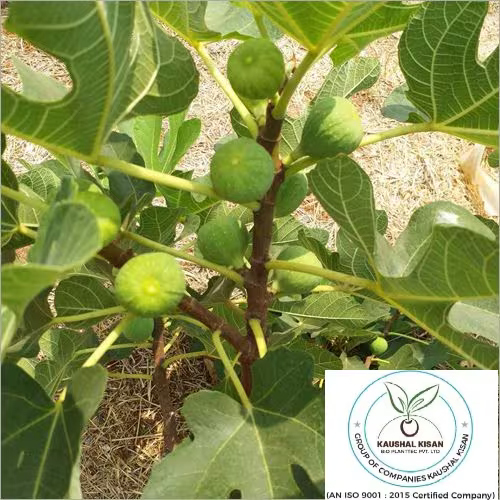 Anjeer Plant