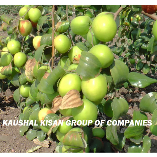 Thai Apple Bor Plant - Breed: Hybrid