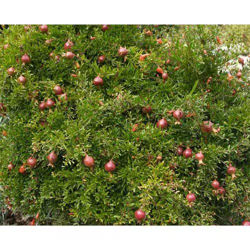 Anar Plant