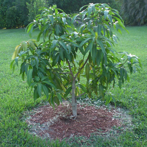 Mango Plant - Breed: Hybrid Or Local Variant