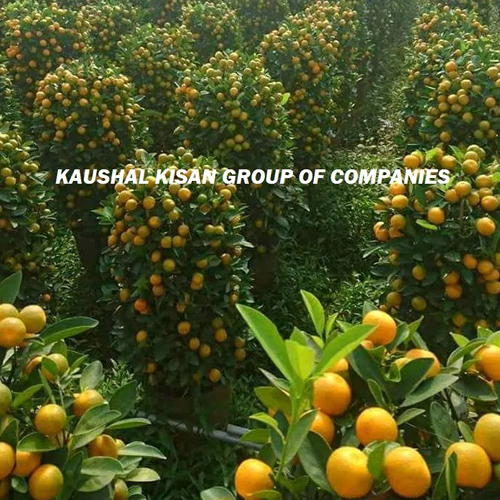 Orange Plant