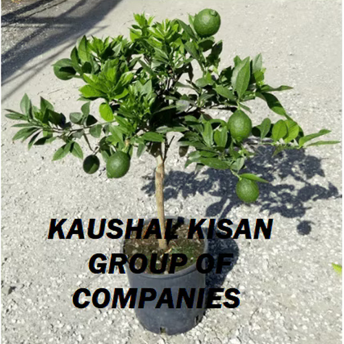 Mosambi Plant - Whole Plant, Natural Size, Vibrant Green Color | Hybrid or Local Variants for Versatile Cultivation in Home Gardens and Orchards