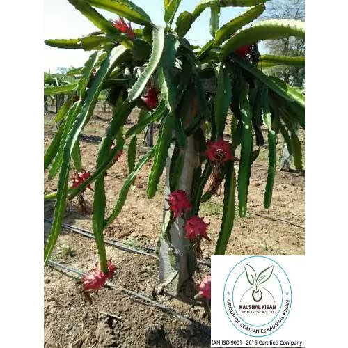 Dragon Fruit Plant