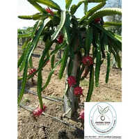 Dragon Fruit Plant - Breed: Hybrid Or Local Variant