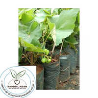 Green Grapes Plant