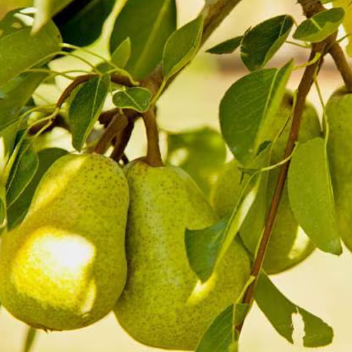 Pear Fruit Plant - Breed: Hybrid Or Local Variant