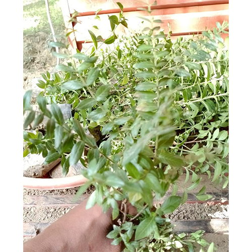 Kopiya Plant