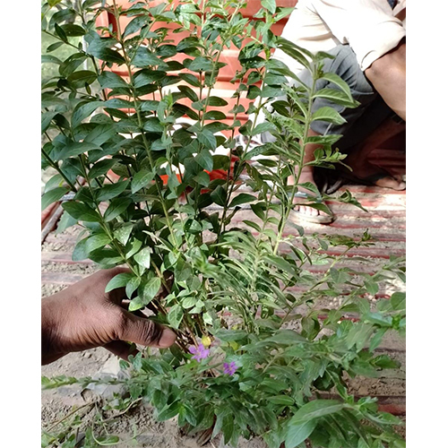 Kopiya Plant