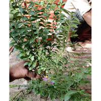 Kopiya Plant