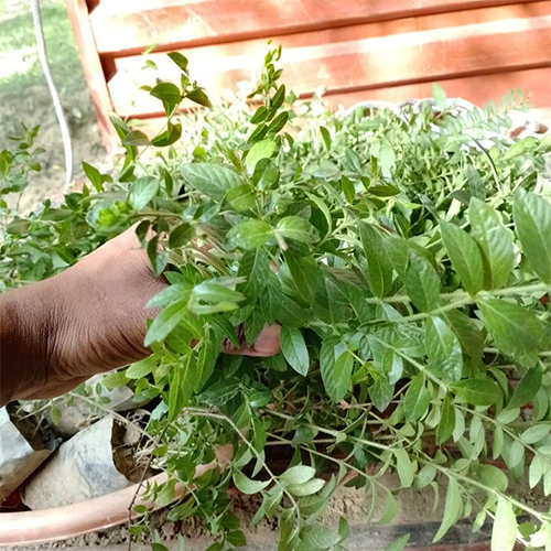 Kopiya Plant