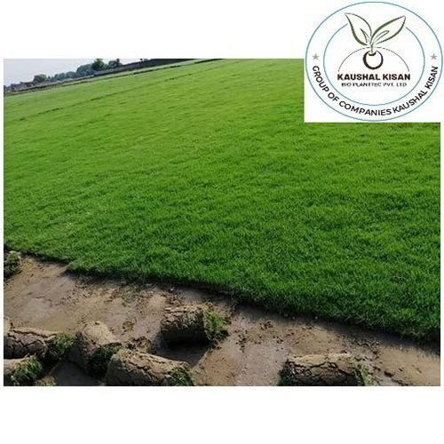 Lawn Natural Grass