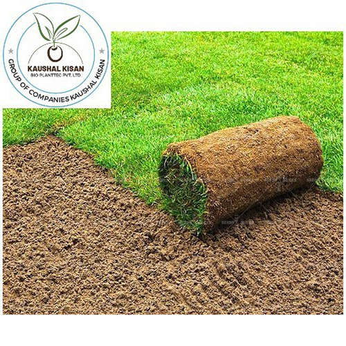 Lawn Natural Grass - Color: Green