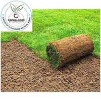 Lawn Natural Grass