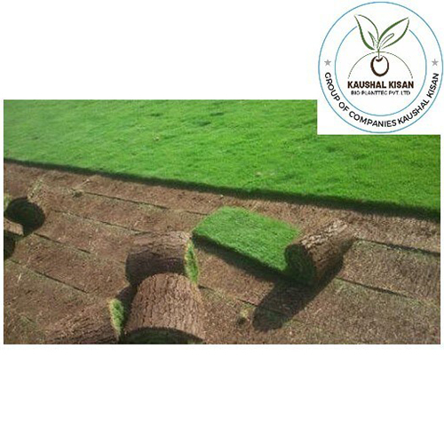 Lawn Natural Grass - Color: Green