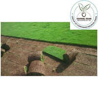 Lawn Natural Grass