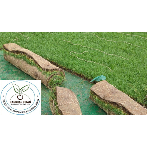 Lawn Natural Grass - Color: Green