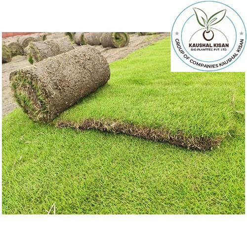 Lawn Natural Grass