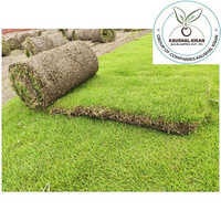 Lawn Natural Grass