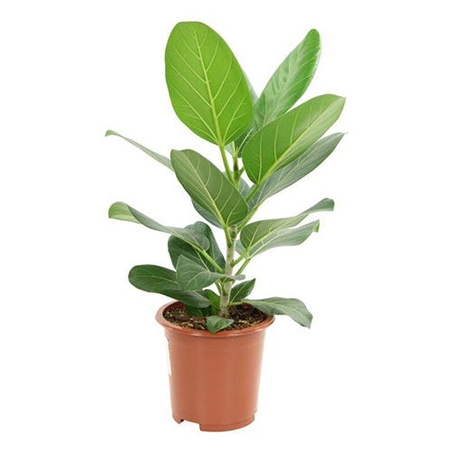 Timber Plant - Breed: Hybrid Or Local Variant