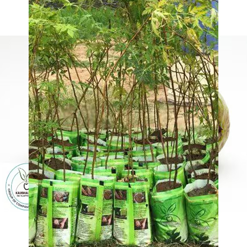 Malabar Neem Plant