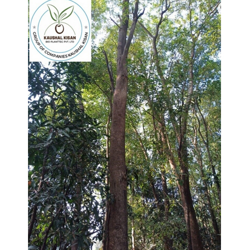 Red Sandalwood Plant