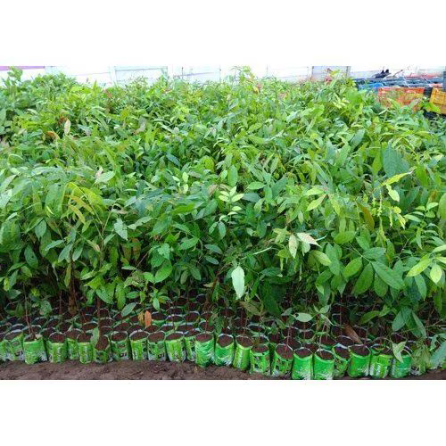 Mahogany Plant - Breed: Hybrid Or Local Variant