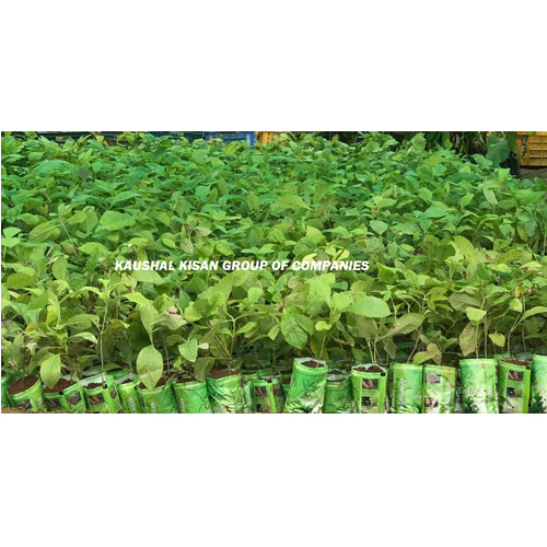 Teak Tissue Culture Plant