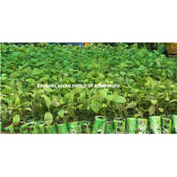 Teak Tissue Culture Plant - Breed: Hybrid Or Local Variant