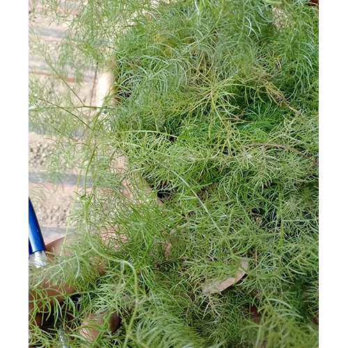 Shatavari Plant