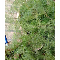 Shatavari Plant - Breed: Hybrid Or Local Variant