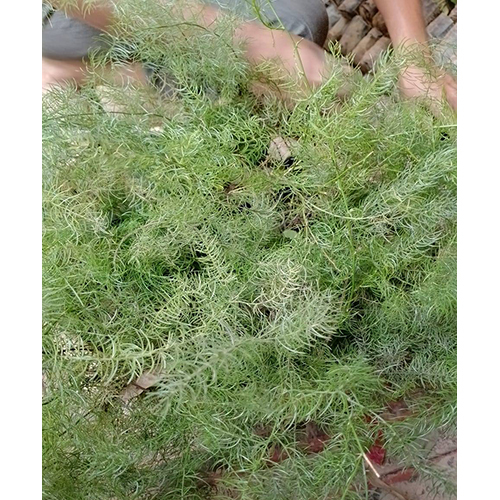 Shatavari Plant By Kaushal Kisan Bio Planttec Private Limited