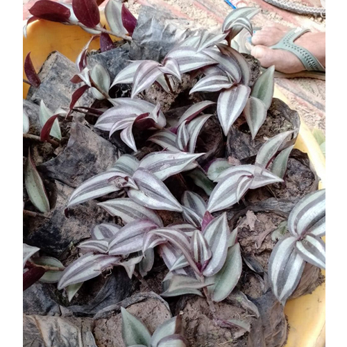 Tiranga Plant