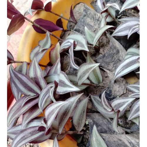 Tiranga Plant - Breed: Hybrid Or Local Variant