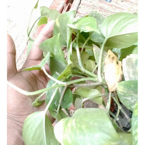 Money Plant