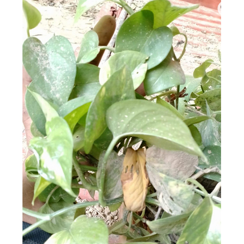Money Plant