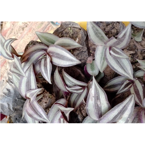 Money Plant
